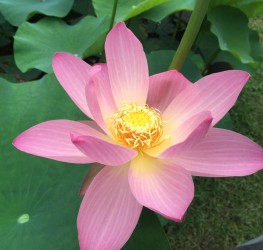 大賀ハス　観蓮会