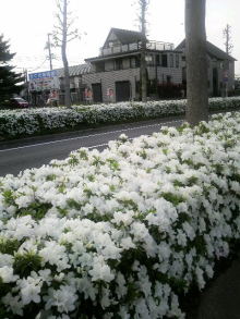 桜に込めた想い（スタッフ）