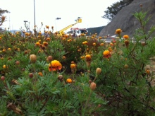 被災地に咲く花